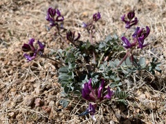 Astragalus cimae cimae