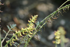 Corydalis ophiocarpa