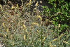 Corydalis ophiocarpa