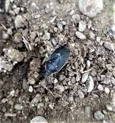 Parajalla sanguineosignata