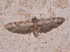Eupithecia bolterii
