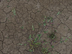 Cerastium perfoliatum