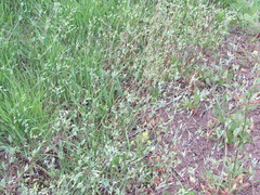 Cerastium perfoliatum