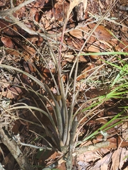 Tillandsia simulata