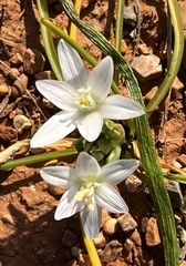 Ornithogalum
