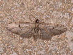 Eupithecia bolterii