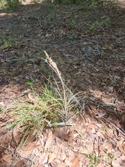 Tillandsia simulata