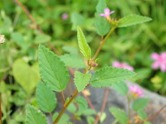 Magnoliopsida