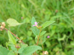 Magnoliopsida