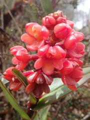 Epidendrum ariasii