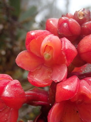 Epidendrum ariasii