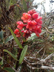 Epidendrum ariasii