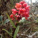 Epidendrum ariasii - Photo (c) Nolan Exe, algunos derechos reservados (CC BY), subido por Nolan Exe