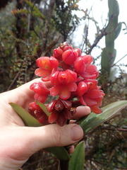 Epidendrum ariasii
