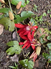 Coccinea