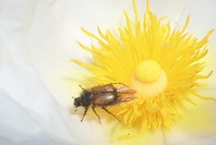 Chasmatopterus villosulus