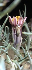 Eremanthe chemsaki