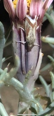 Eremanthe chemsaki