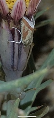 Eremanthe chemsaki