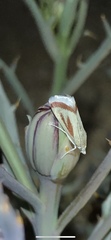 Eremanthe chemsaki