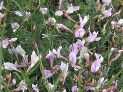 Astragalus corniculatus