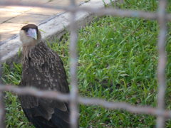 Caracara plancus