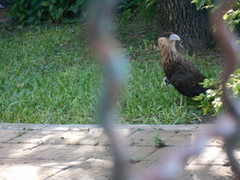 Caracara plancus