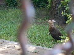 Caracara plancus