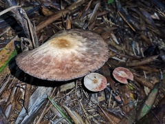 Agaricus