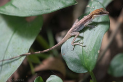 Anolis limifrons