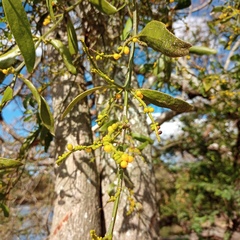 Phoradendron crassifolium