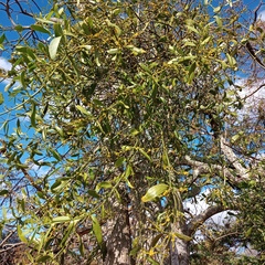 Phoradendron crassifolium