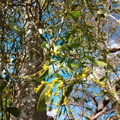 Phoradendron crassifolium