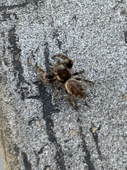 Macaroeris nidicolens