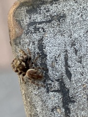 Macaroeris nidicolens