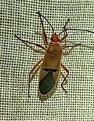 Dysdercus bimaculatus