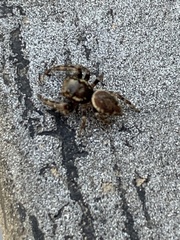 Macaroeris nidicolens