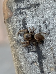 Macaroeris nidicolens