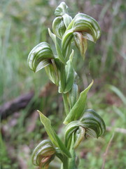 Pterostylis orbiculata