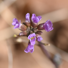 Boechera quadrangulensis