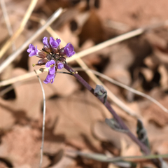 Boechera quadrangulensis