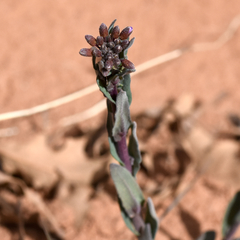 Boechera quadrangulensis
