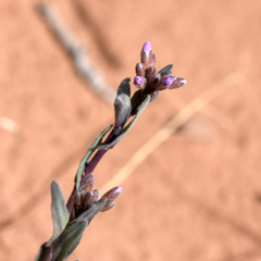 Boechera quadrangulensis