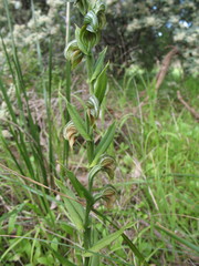 Pterostylis orbiculata