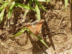 Erebidae
