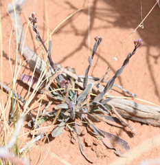 Boechera quadrangulensis