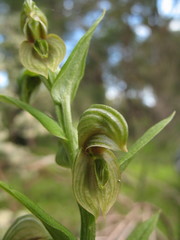 Pterostylis orbiculata