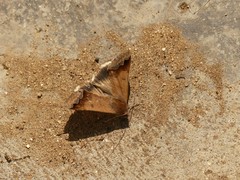Erebidae