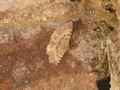 Lepidoptera
