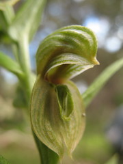 Pterostylis orbiculata